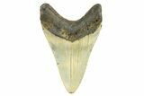 Fossil Megalodon Tooth - North Carolina #298930-1